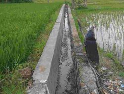 LBH Cakra Jatim akan Melaporkan Dugaan KKN dan Lemahnya Pengawasan Proyek P3-TGAI Kabupaten Bondowoso dan Jember