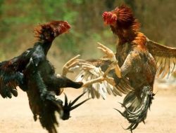 Lagi-lagi Perjudian Sabung Ayam dan Koprok Meresahkan Masyarakat , APH Tutup Mata