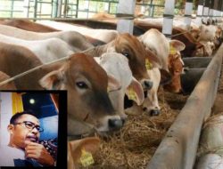 Hilangnya 30 Ekor Sapi Induk Bantuan , Ketua Poktan Berikan Keterangan Berbelit-belit