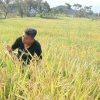 Harga Beras Melonjak, P3NA Desak Pemerintah Intervensi Pasar