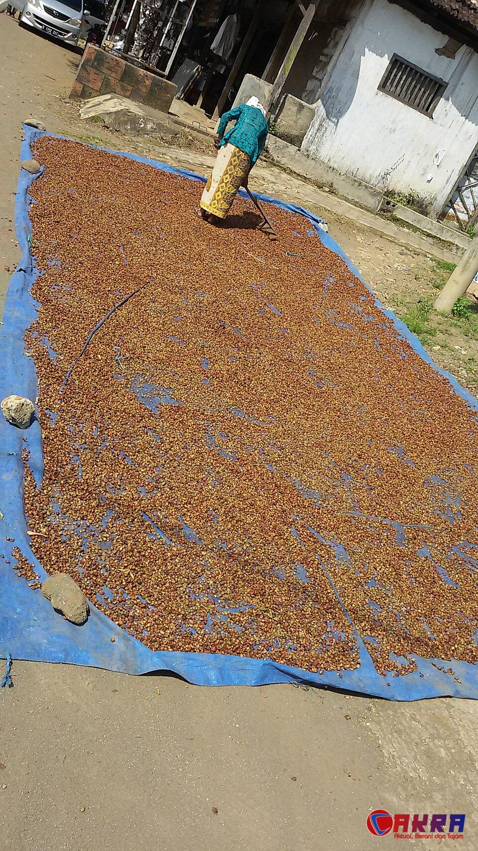 Kopi sidikalang dari Sumatera Utara
