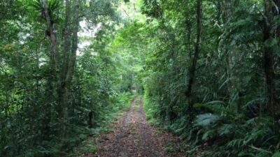 Jalur hutan lembap untuk healing sekitar Medan saat hujan